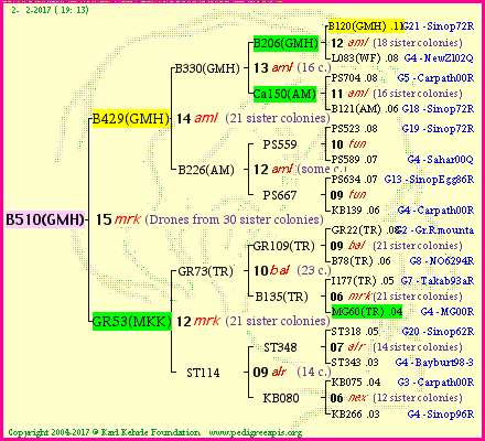 Pedigree of B510(GMH) :
four generations presented