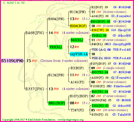 Pedigree of B5109(JPN) :
four generations presented