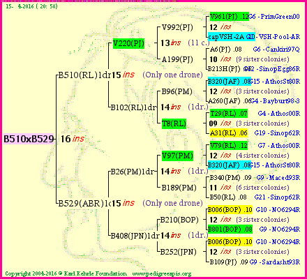 Pedigree of B510xB529 :
four generations presented
