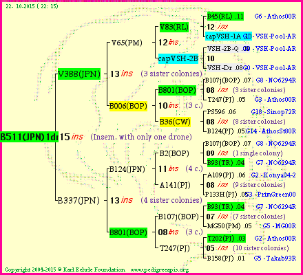 Pedigree of B511(JPN)1dr :
four generations presented