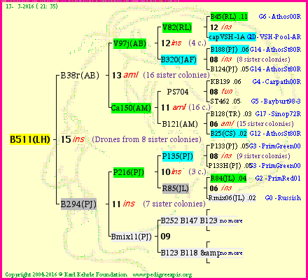 Pedigree of B511(LH) :
four generations presented