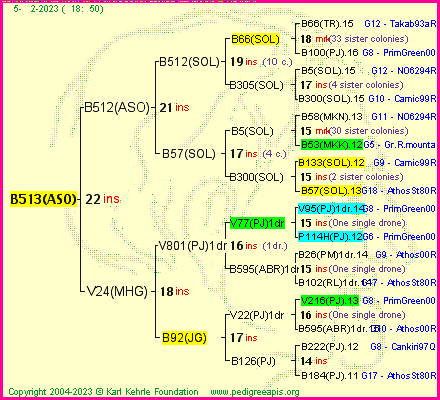 Pedigree of B513(ASO) :
four generations presented
it's temporarily unavailable, sorry!