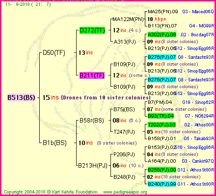 Pedigree of B513(BS) :
four generations presented<br />it's temporarily unavailable, sorry!