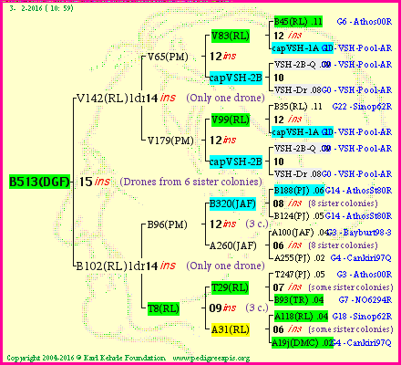 Pedigree of B513(DGF) :
four generations presented