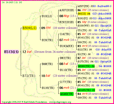 Pedigree of B513(LS) :
four generations presented