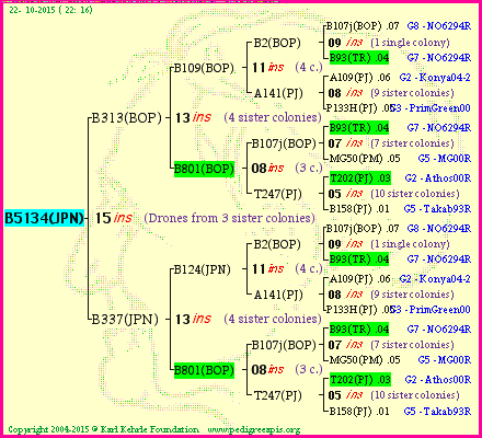 Pedigree of B5134(JPN) :
four generations presented