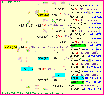 Pedigree of B514(LS) :
four generations presented