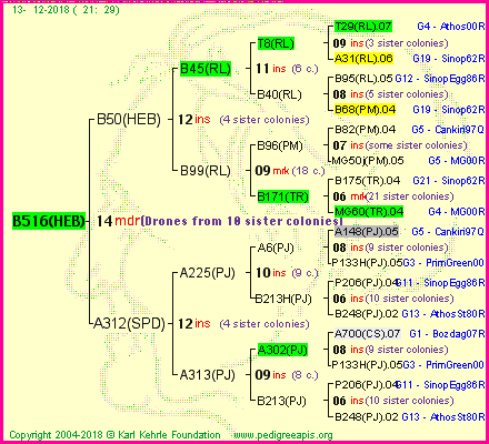 Pedigree of B516(HEB) :
four generations presented<br />it's temporarily unavailable, sorry!