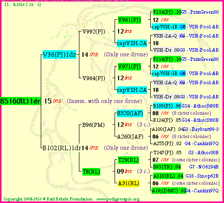 Pedigree of B516(RL)1dr :
four generations presented