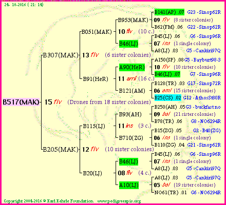 Pedigree of B517(MAK) :
four generations presented