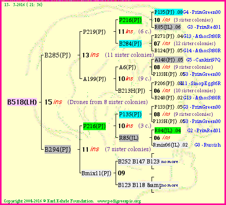 Pedigree of B518(LH) :
four generations presented