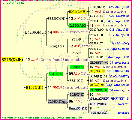 Pedigree of B519(GMH) :
four generations presented