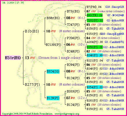 Pedigree of B51r(BS) :
four generations presented