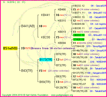 Pedigree of B51v(VD) :
four generations presented<br />it's temporarily unavailable, sorry!