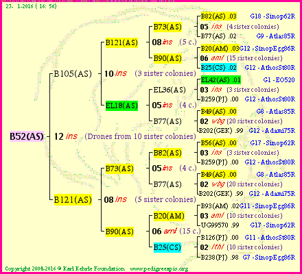 Pedigree of B52(AS) :
four generations presented