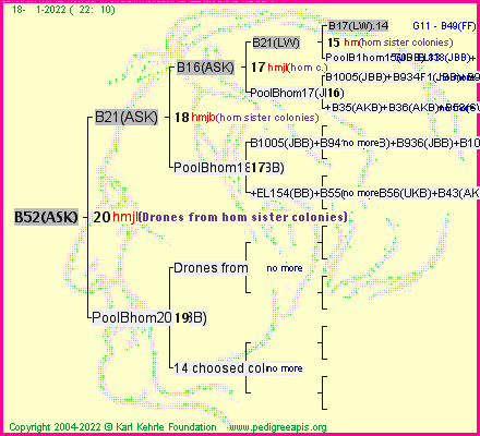 Pedigree of B52(ASK) :
four generations presented
it's temporarily unavailable, sorry!