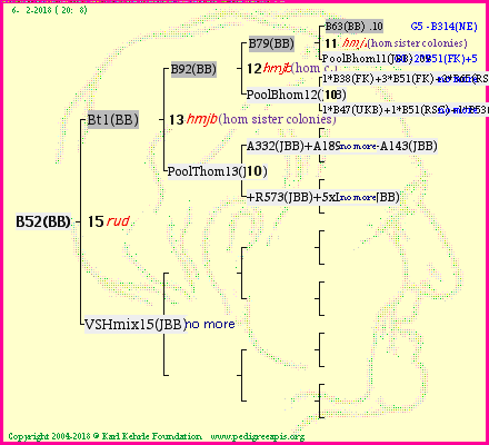 Pedigree of B52(BB) :
four generations presented