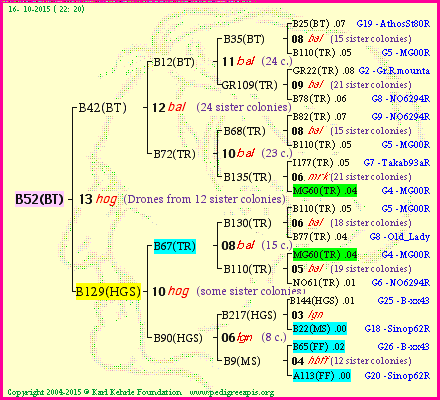 Pedigree of B52(BT) :
four generations presented