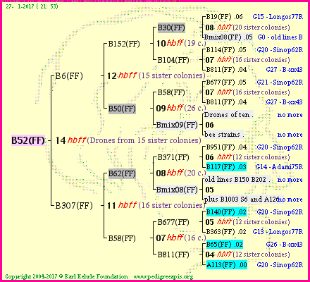 Pedigree of B52(FF) :
four generations presented