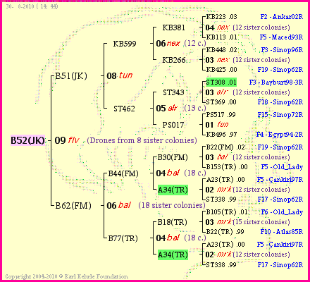 Pedigree of B52(JK) :
four generations presented