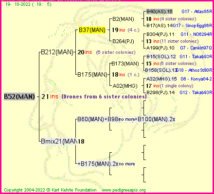 Pedigree of B52(MAN) :
four generations presented
it's temporarily unavailable, sorry!