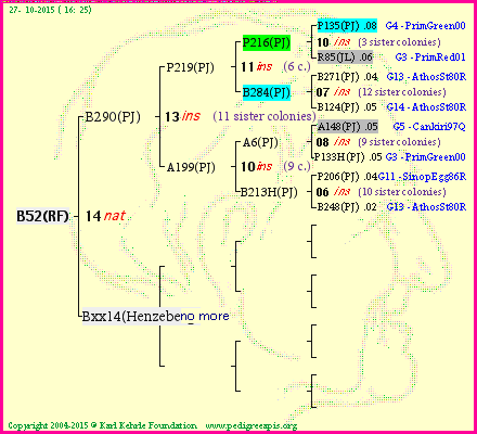 Pedigree of B52(RF) :
four generations presented