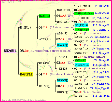 Pedigree of B52(RL) :
four generations presented