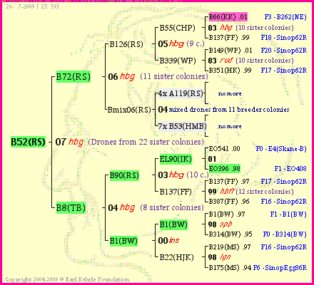 Pedigree of B52(RS) :
four generations presented