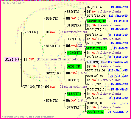 Pedigree of B52(TR) :
four generations presented