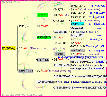 Pedigree of B52(WG) :
four generations presented