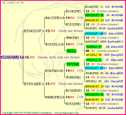 Pedigree of B520(ABR)1dr :
four generations presented