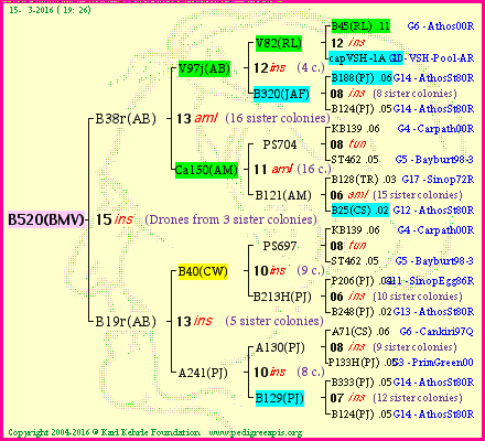 Pedigree of B520(BMV) :
four generations presented