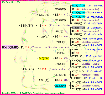 Pedigree of B520(JMD) :
four generations presented