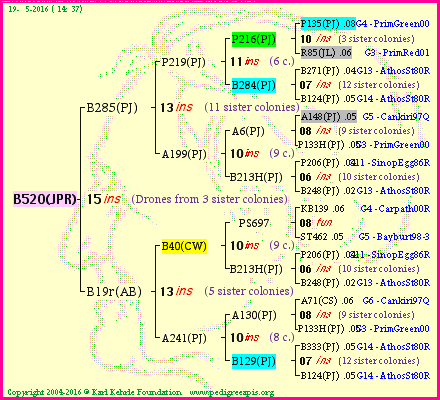 Pedigree of B520(JPR) :
four generations presented