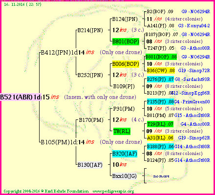 Pedigree of B521(ABR)1dr :
four generations presented