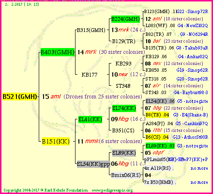 Pedigree of B521(GMH) :
four generations presented