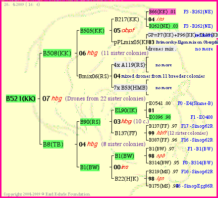 Pedigree of B521(KK) :
four generations presented