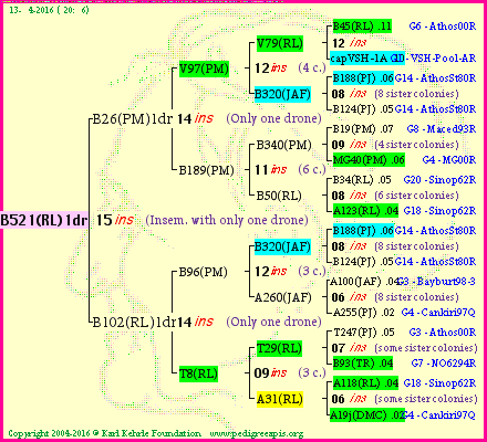 Pedigree of B521(RL)1dr :
four generations presented