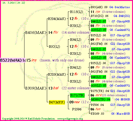 Pedigree of B522(MAK)1dr :
four generations presented