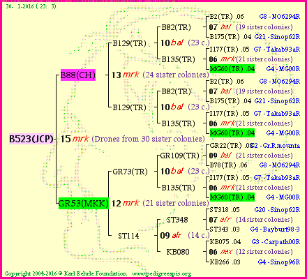 Pedigree of B523(JCP) :
four generations presented