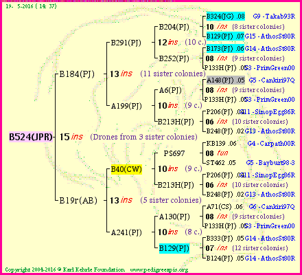 Pedigree of B524(JPR) :
four generations presented