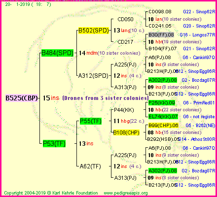 Pedigree of B525(CBP) :
four generations presented<br />it's temporarily unavailable, sorry!