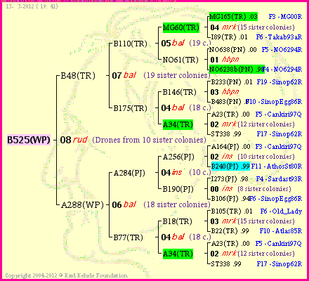 Pedigree of B525(WP) :
four generations presented