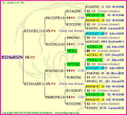 Pedigree of B526xB529 :
four generations presented