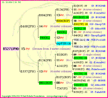 Pedigree of B527(JPN) :
four generations presented
it's temporarily unavailable, sorry!