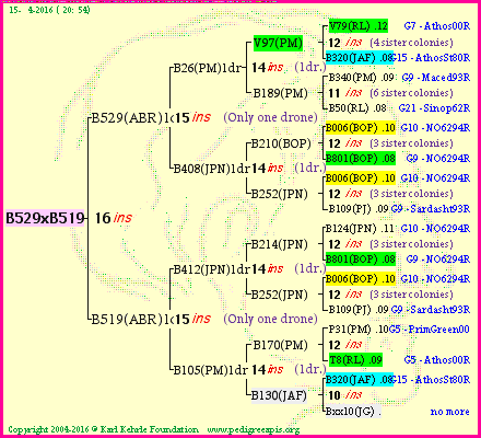 Pedigree of B529xB519 :
four generations presented