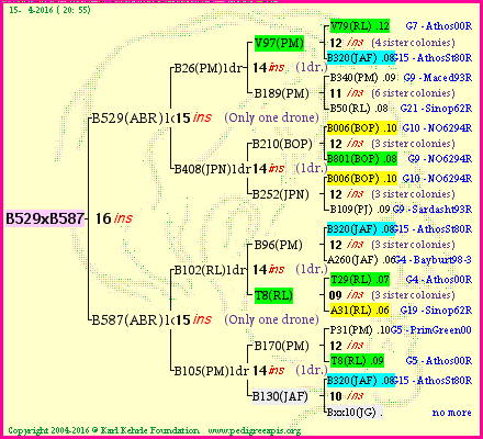 Pedigree of B529xB587 :
four generations presented