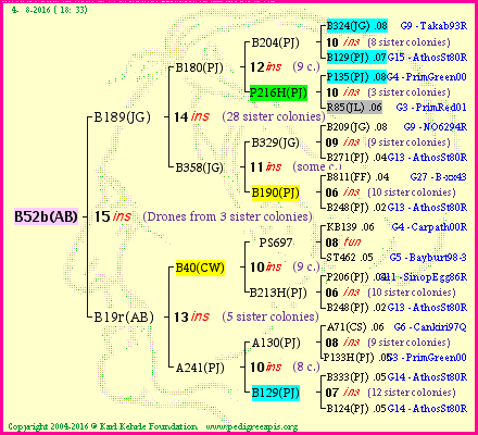 Pedigree of B52b(AB) :
four generations presented