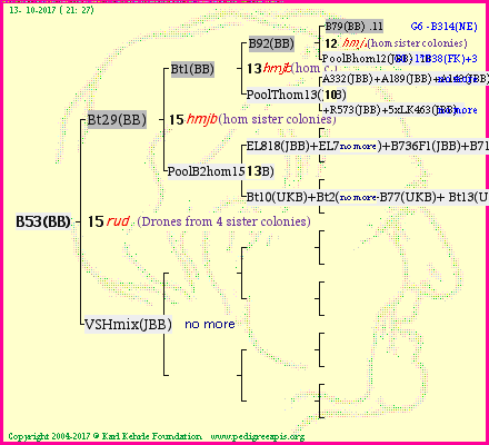 Pedigree of B53(BB) :
four generations presented