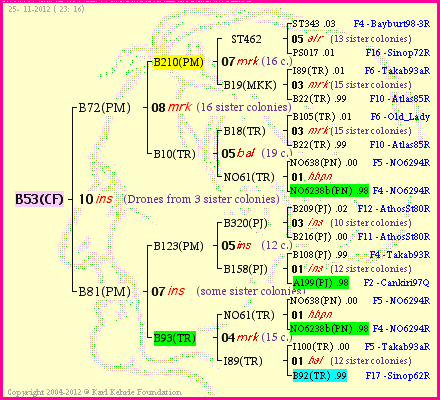 Pedigree of B53(CF) :
four generations presented